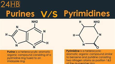 The Difference Between Purines And Pyrimidines | 24HB - YouTube