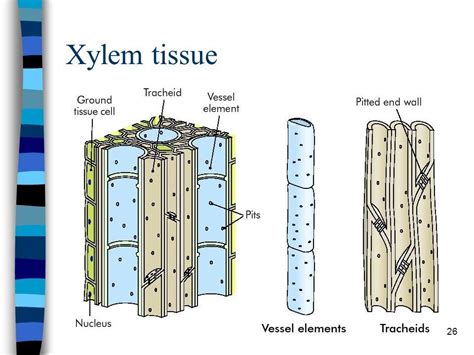 Xylem Tissue Diagram