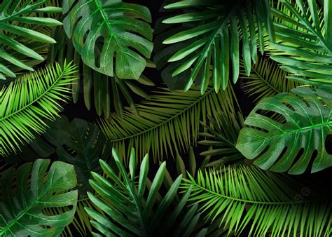 Plant Palm Leaf Simple Background, Desktop Wallpaper, Leaf, Green ...