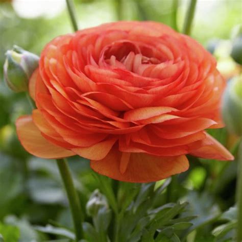 Shop 25-Count Ranunculus Bulbs at Lowes.com