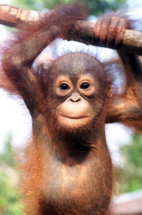 Bornean Orangutan Facts, Habitat, Diet, Life Cycle, Baby, Pictures