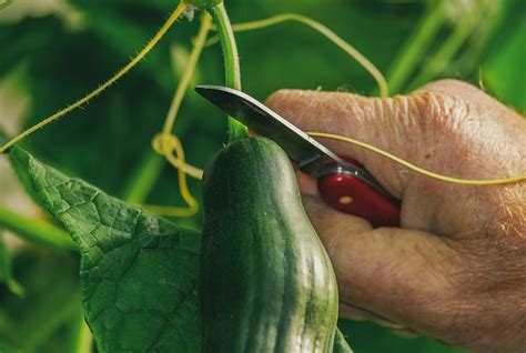 Organic Cucumber Farming In Greenhouse | Agri Farming