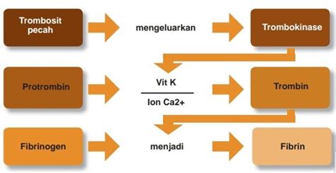 Mekanisme Pembekuan Darah dalam Tubuh untuk Cegah Perdarahan | kumparan.com