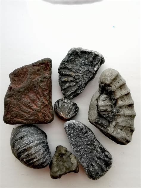 Jurassic coast - Lyme Regis fossils : r/fossils