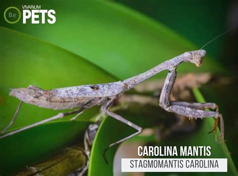 Carolina Mantis: A Full Stagmomantis Carolina Care Guide!