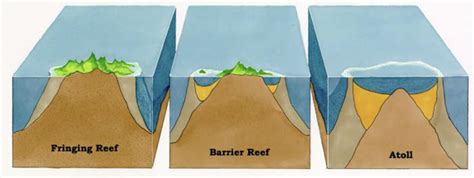 Types of Coral Reef — ROATAN