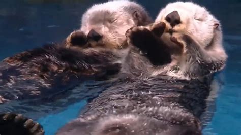 Video of sea otters holding each other's hands while sleeping wows ...