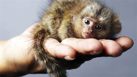 Pygmy marmoset – the smallest monkey in the world | DinoAnimals.com