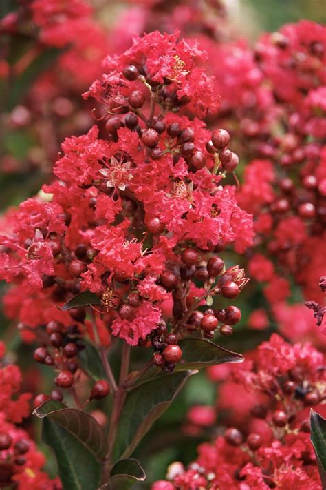 Enduring™ Summer Red Crape Myrtle, Monrovia Plant