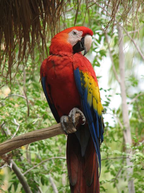 Scarlet Macaw | Beauty Of Bird