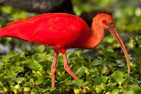 Scarlet ibis National Bird of Trinidad and Tobago | Aves, Oceanía