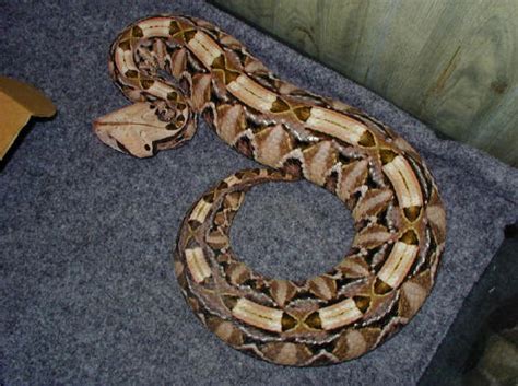 The Medical Secrets of Animals: Gaboon Viper venom could treat ...