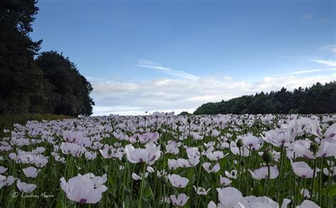 Dorset opium poppy fields 2017 | Papaver somniferum | Morphine Poppies