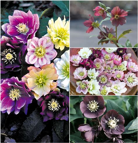 Multiple Varieties | Helleborus - Lenten Rose | Kings Garden Center