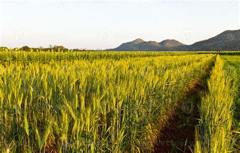 Green barley field 12899299 Stock Photo at Vecteezy