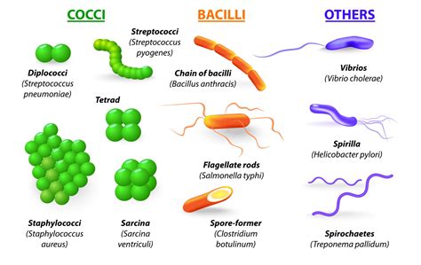 How Does Food Become Compromised by Microbes