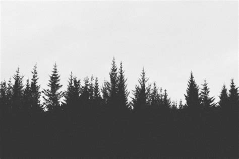 Free photo: Silhouette Of Forest - Backlit, Conifer, Forest - Free ...