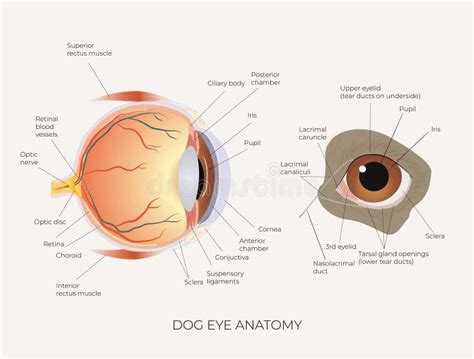 Dog Eye Anatomy Science Education Poster Stock Vector - Illustration of ...