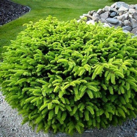 Landscape Plants: Landscape Plants For Zone 9 Full Sun