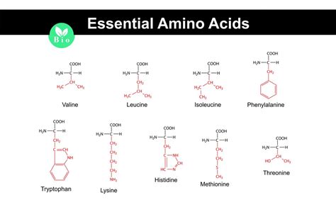 Essential Amino Acids: Functions, Requirements, Food Sources