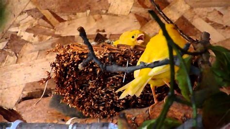 canary breeding - YouTube