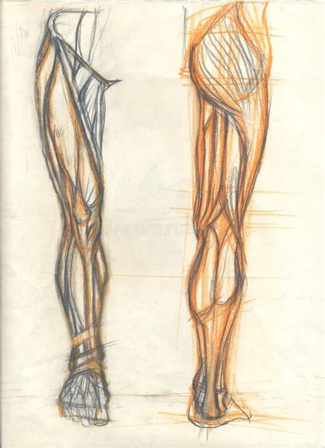 Muscles Of The Human Foot Pencil Drawing Stock Illustration ...