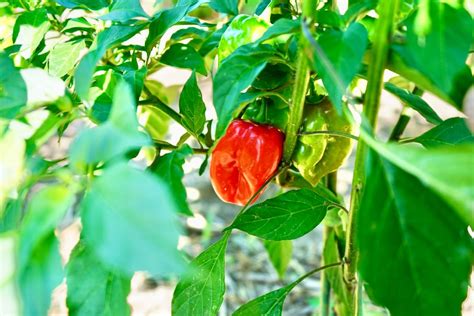 When To Pick Habanero Peppers (Tips To Know When) - Pepper Geek