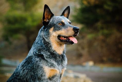 Australian Cattle Dog | Description, Temperament, Images, & Facts ...