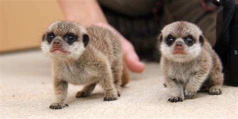 Meerkat Pups Have Been Born At Taronga Zoo And They Are Super Cute