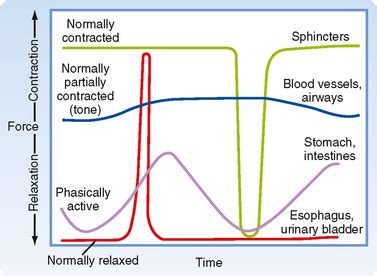 Smooth Muscle Contraction Action Potential