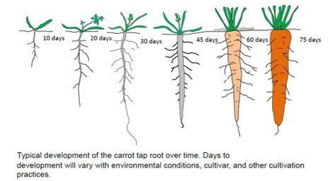 Carrot Cultivation Guidance and advice | How to plant carrots, Carrots ...