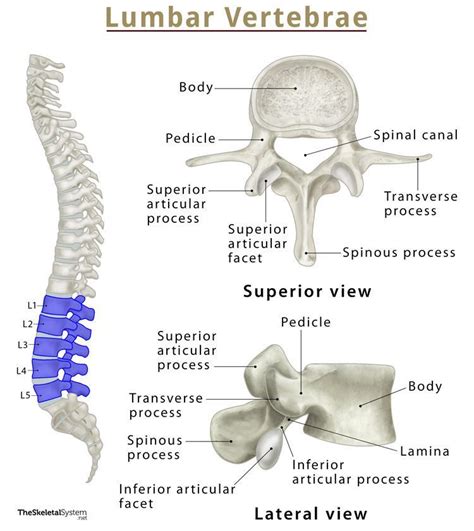 Vertebrae Diagram