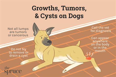 Canine Mast Cell Tumors | Diagnosis, Treatment, and Prognosis – Dog Carely