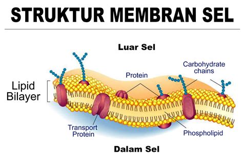 Struktur Membran Sel