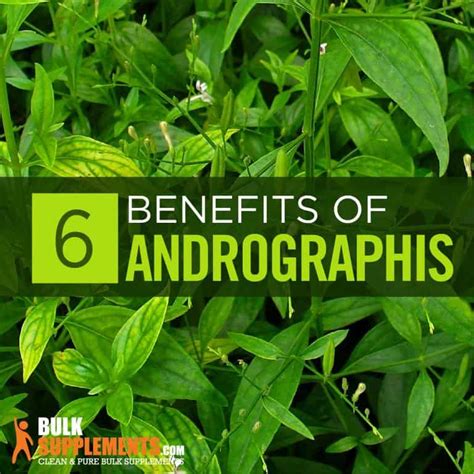 Andrographis Paniculata: Benefits, Side Effects and Dosage