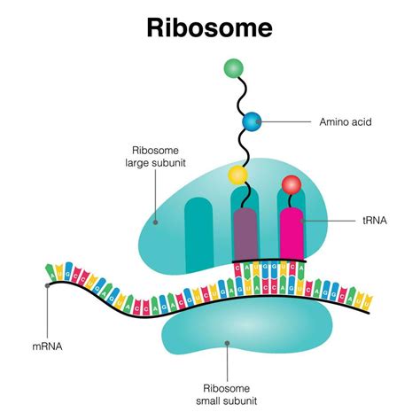 Ribosome mRNA translation diagram 7508606 Vector Art at Vecteezy