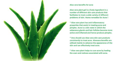 For the Beautiful You: Aloe vera: The wonder plant!