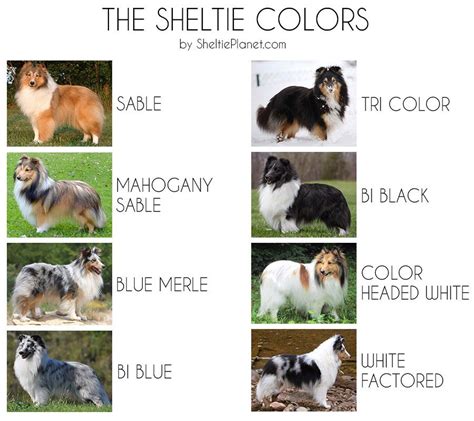 Cute Sable Sheltie Puppies - Sheltie Welpe Sable Shetland Sheepdog 7 ...