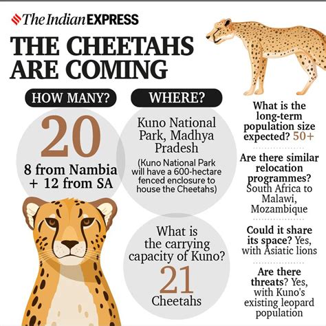 Why is the cheetah reintroduction in India a challenge?