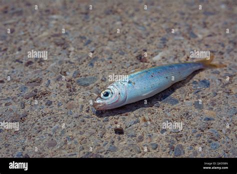 Sea fish hi-res stock photography and images - Alamy