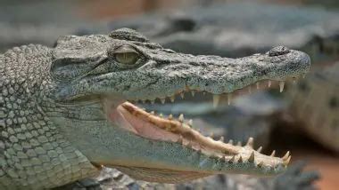 Philippine Crocodile Facts for Kids • Kids Animals Facts