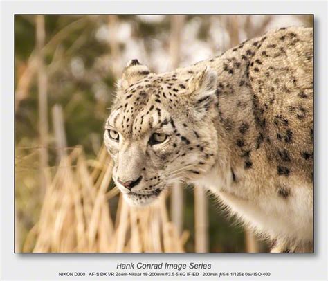 Snow Leopard | Hunting | Hank's Blog