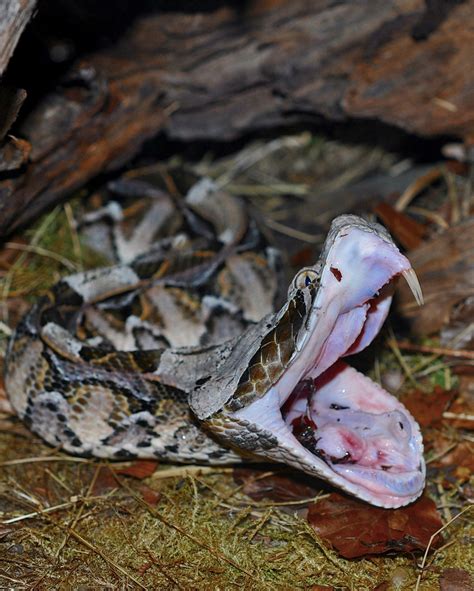 Life is short, but snakes are long: Africa's Giant Gaboon Vipers