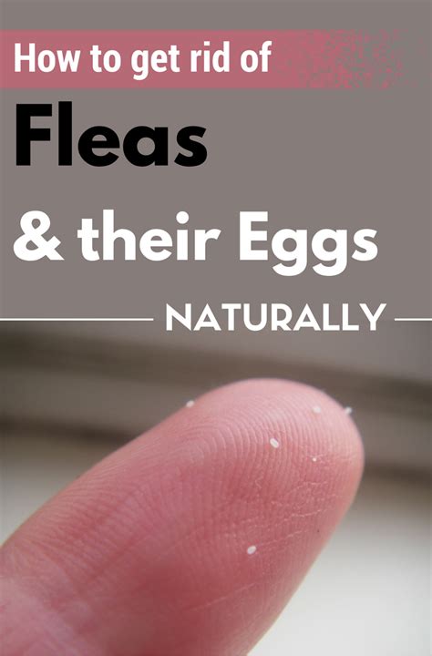 How To Get Rid Of Fleas And Their Eggs Naturally - 101CleaningTips.net