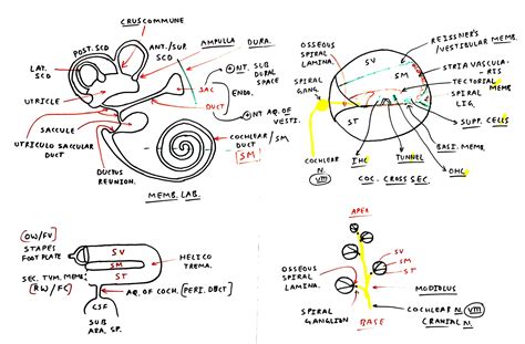 Inner ear - TCML - The Charsi of Medical Literature