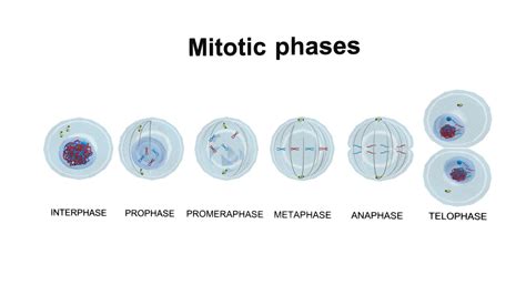 Mitosis Phases Model