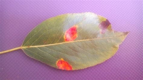 Pear tree leaves — BBC Gardeners' World Magazine