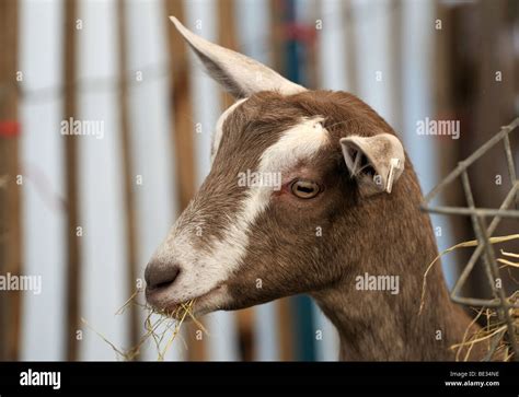 Toggenburg Goat High Resolution Stock Photography and Images - Alamy