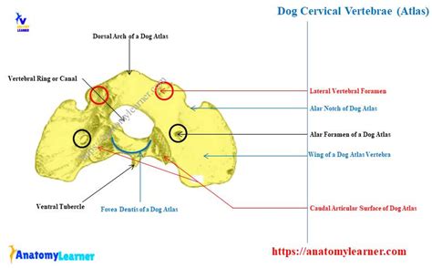 Dog Cervical Vertebrae Anatomy - Canine Atlas and Axis with Diagram ...