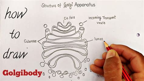 Golgi Apparatus Simple Diagram